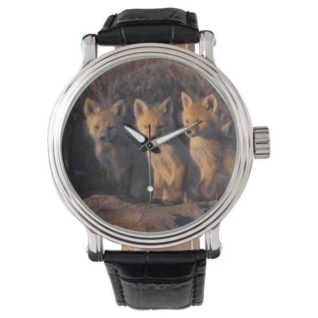 アカギツネ, Vulpes vulpes, 子狐 腕時計 (正面)