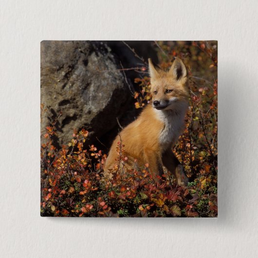 アカギツネ, Vulpes vulpes 缶バッジ (正面)