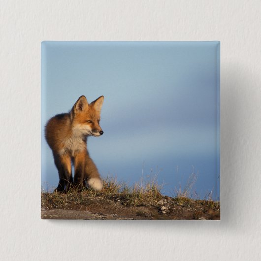 アカギツネ, Vulpes vulpes 缶バッジ (正面)