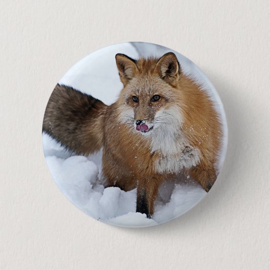 アカギツネNI雪 缶バッジ (正面)