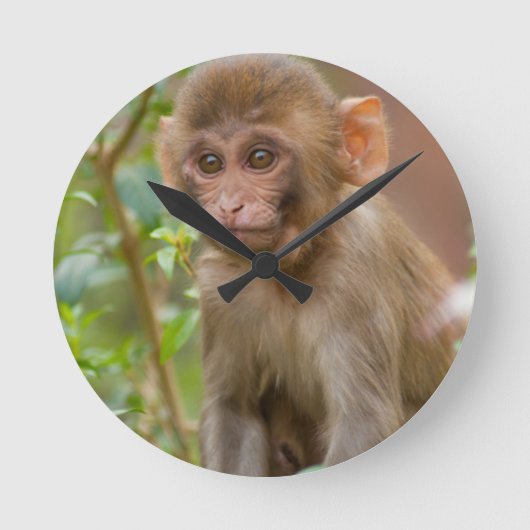 アカゲザルのベビー、猿の寺院、ジャイプル ラウンド壁時計 (正面)