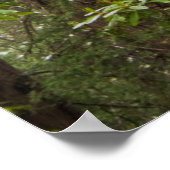 アカゲザルの木が咲くシャクゲ ポスター (角)