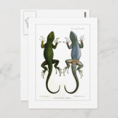 アカゲザル ポストカード (正面/裏面)