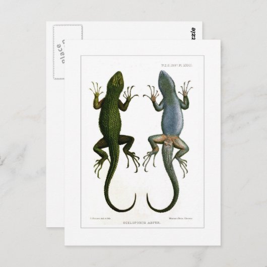 アカゲザル ポストカード (正面/裏面)