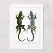 アカゲザル ポストカード (正面)