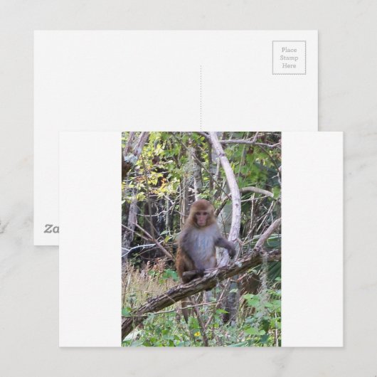 アカゲザル ポストカード (正面/裏面)