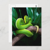 アカゲザル ポストカード (正面/裏面)