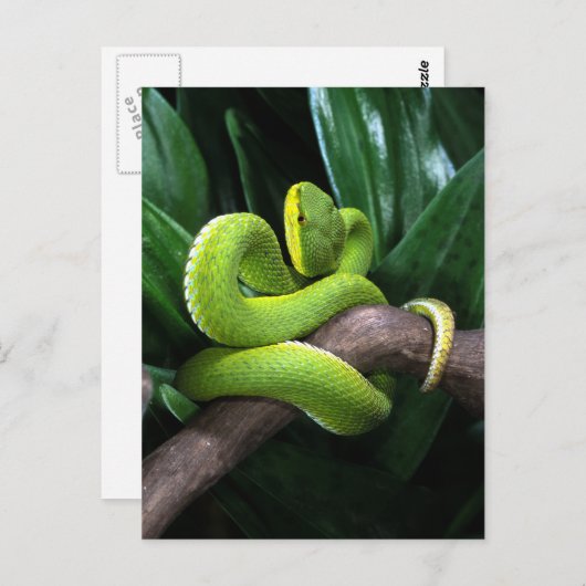 アカゲザル ポストカード (正面/裏面)