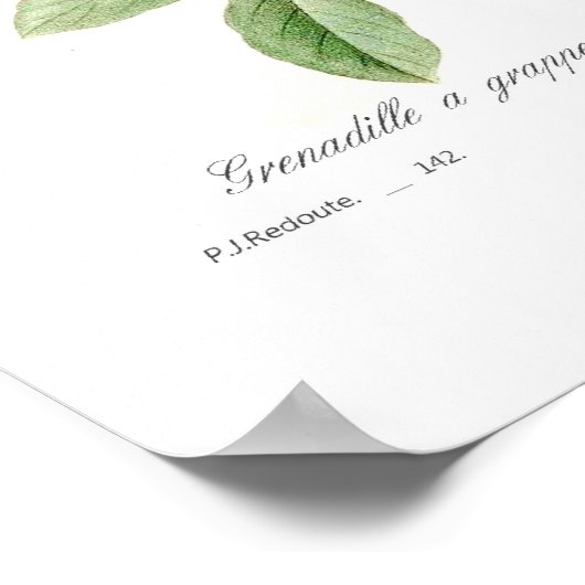 アカゲモドキ ポスター (角)