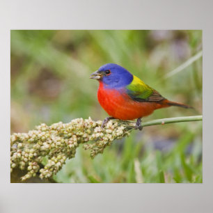 アカゲラコウカンチョウ (Passerian ciris) 雄 採餌 ポスター