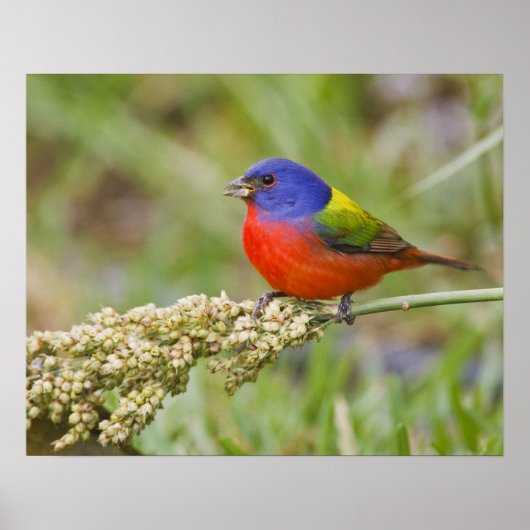 アカゲラコウカンチョウ (Passerian ciris) 雄 採餌 ポスター (正面)