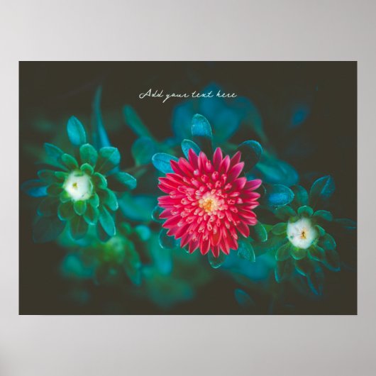 アカゲラソウ ポスター (正面)