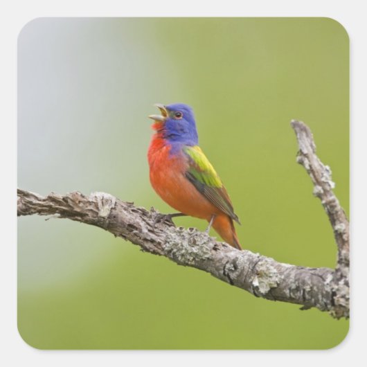 アカゲラチョウチョウウオ (Passerina ciris) 雄のさえずり スクエアシール (正面)