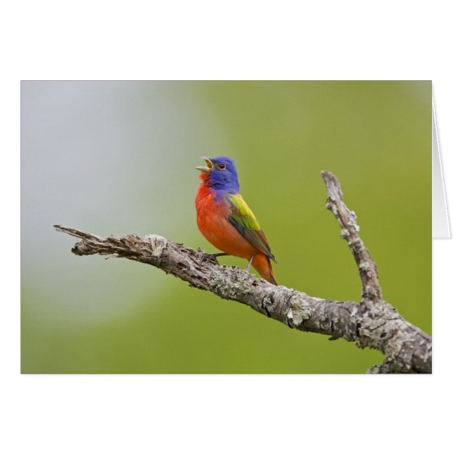 アカゲラチョウ（Painted Bunting Passerina ciris) 雄のさえずり (正面横)