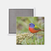 アカゲラチョウ (Passerian ciris) 雄の給餌 マグネット (正面/裏面)