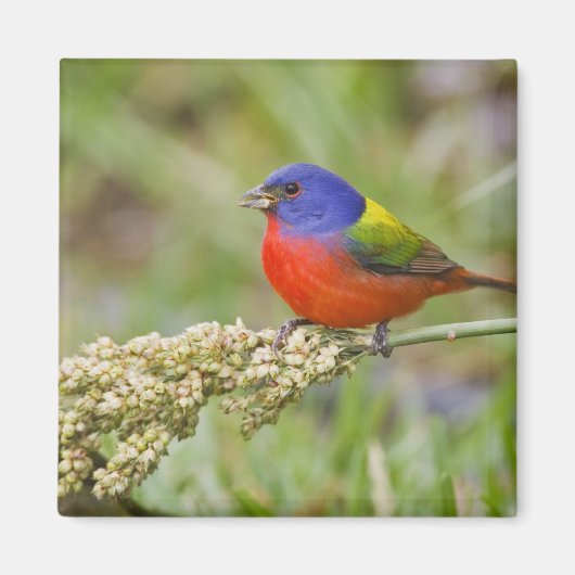 アカゲラチョウ (Passerian ciris) 雄の給餌 マグネット (正面)