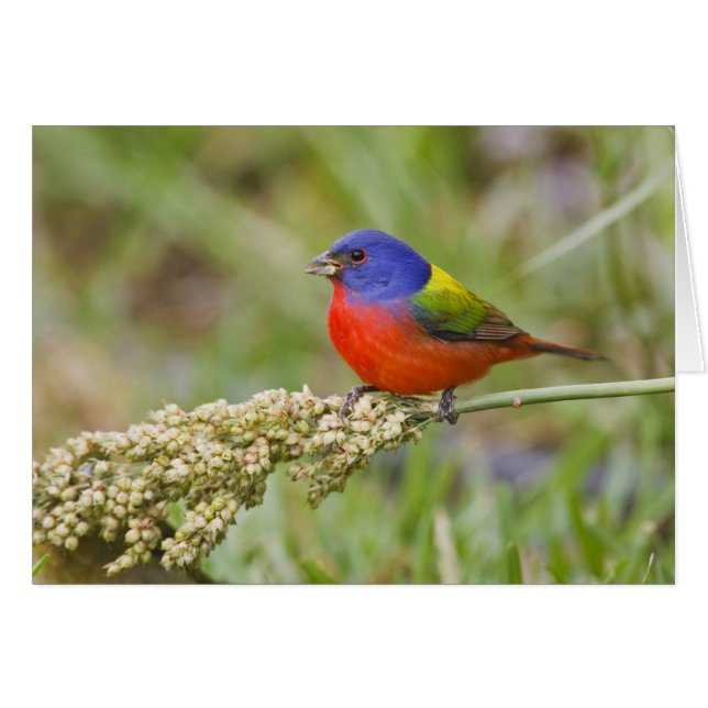 アカゲラチョウ（Passerian ciris）雄 餌やり中 (正面横)