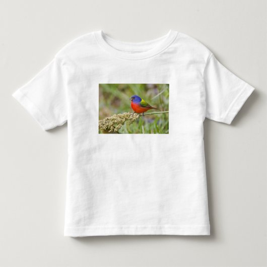 アカゲラチョウ(Passerian ciris)雄 餌やり中 トドラーTシャツ (正面)