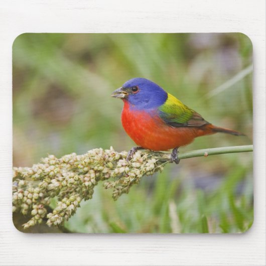 アカゲラチョウ（Passerian ciris）雄 餌やり中 マウスパッド (正面)