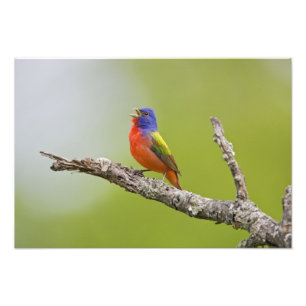 アカゲラチョウ (Passerina ciris) 雄のさえずり フォトプリント