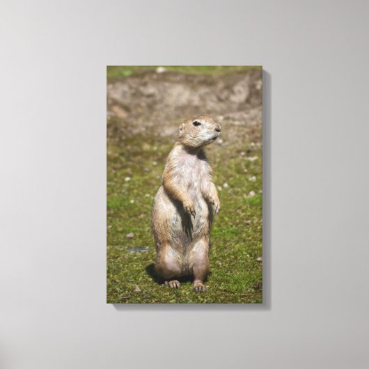 アカゲラマダラ キャンバスプリント (正面)