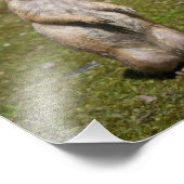 アカゲラマダラ フォトプリント            (角)