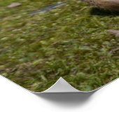 アカゲラマダラ ポスター (角)