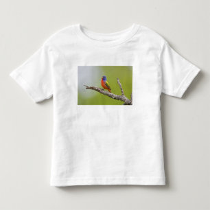 アカゲランヨウチョウ(学名:Passerina ciris)オスのさえずり トドラーTシャツ