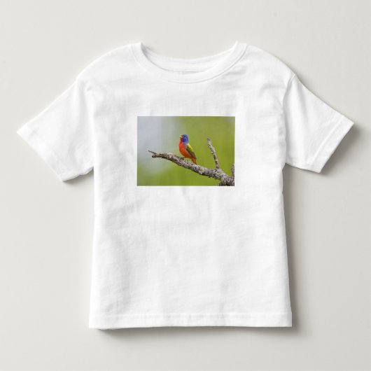 アカゲランヨウチョウ（学名：Passerina ciris）オスのさえずり トドラーTシャツ (正面)