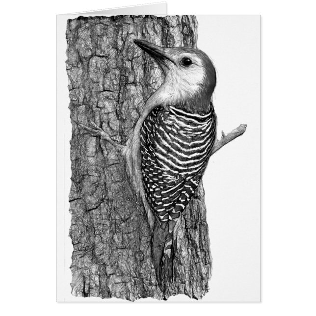 アカゲラ (正面)