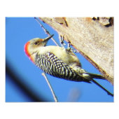 アカゲラ フォトプリント            (正面)