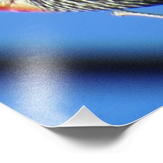 アカゲラ フォトプリント            (角)