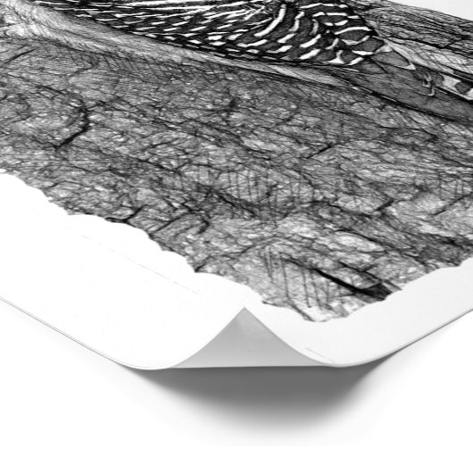 アカゲラ ポスター (角)