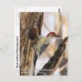 アカゲラ ポストカード (正面/裏面)