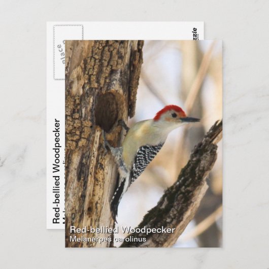 アカゲラ ポストカード (正面/裏面)
