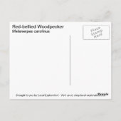 アカゲラ ポストカード (裏面)