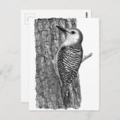 アカゲラ ポストカード (正面/裏面)