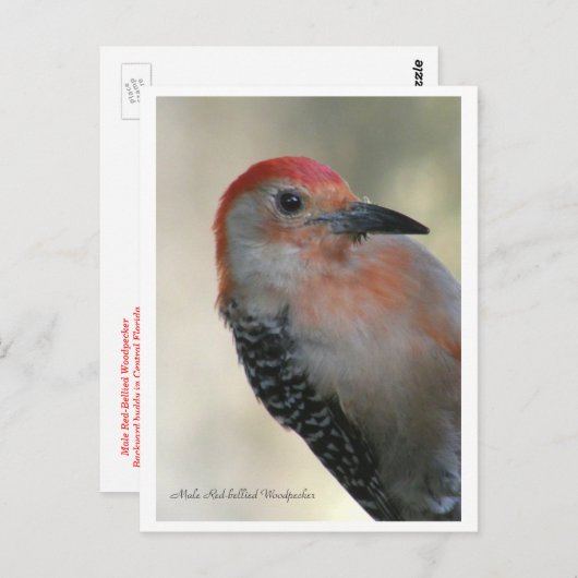 アカゲラ ポストカード (正面/裏面)