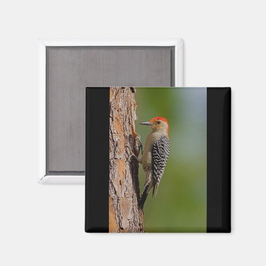 アカゲラ マグネット (正面/裏面)