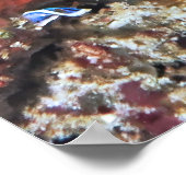 アカゲワシ ポスター (角)