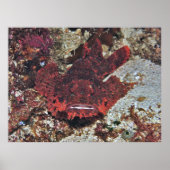 アカゲワシ ポスター (正面)