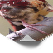 アカコウライウグイス 鳥 ポスター (角)