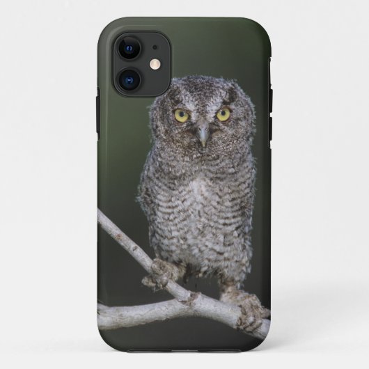 アカコメビヒメフクロウ、メガスコップス・アシオ、オオコノハズク2 Case-Mate iPhoneケース (裏面)