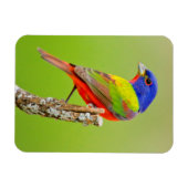 アカゴシカザリドリ (Passerina ciris) 止まり木の雄 マグネット (横)
