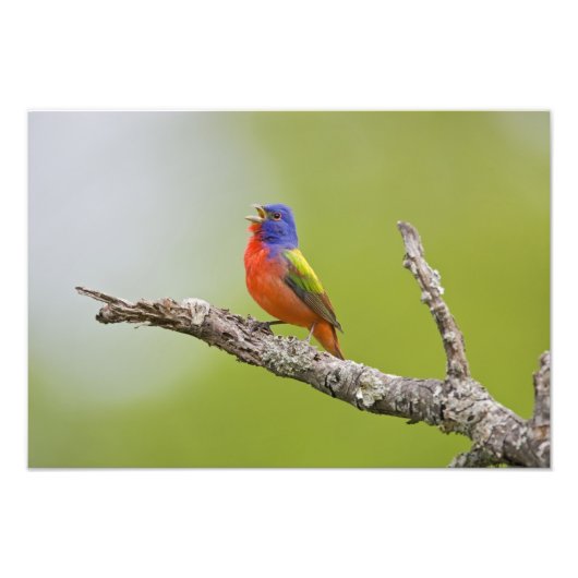 アカゴシクロウタドリ(学名:Passerina ciris)さえずる雄 フォトプリント (正面)