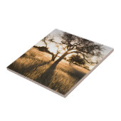 アカシアのシルエット。マリエンタル タイル (側面)