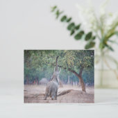 アカシアの木に届くゾウ ポストカード (スタンド正面)