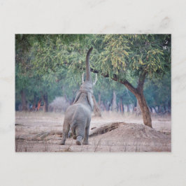 アカシアの木に届くゾウ ポストカード