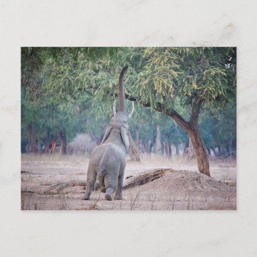アカシアの木に届くゾウ ポストカード (正面)