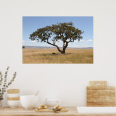 アカシアの木の下のバッファロー ポスター (キッチン)